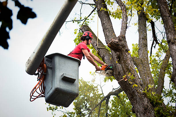 Professional Tree Removal and Landscaping Services in Cienegas Terrace, TX